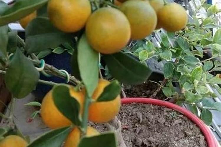 脆皮金桔种植技术脆皮金桔盆栽脆皮金桔如何种植