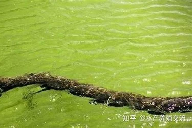 虾、蟹养殖中的常用的补钙方法有哪些？
