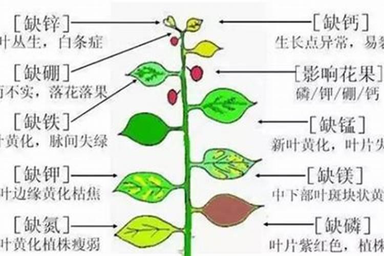 常见的氮肥有哪些,适合哪些植物
