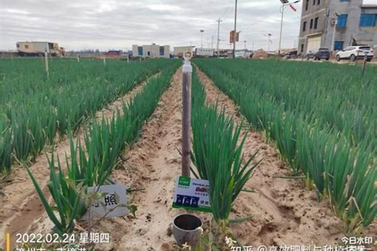 包菜施肥方法和注意事项 包菜的施肥时间及注意事项是什么