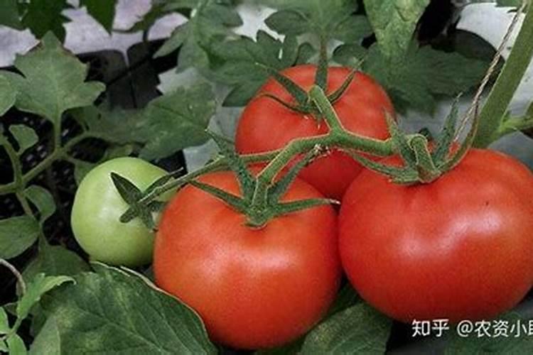 番茄平衡肥什么时候用(番茄平衡肥与高钾肥的使用)