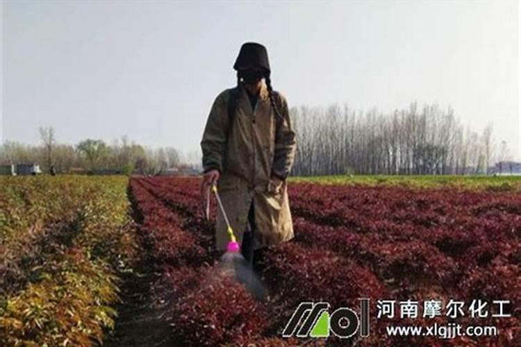 玉米后期打什么叶面肥能增加产量？
