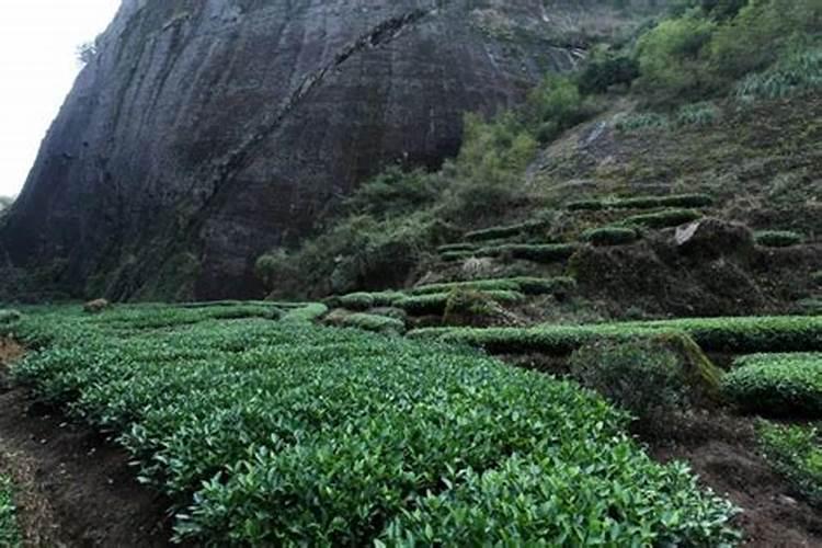 茶叶种植技术