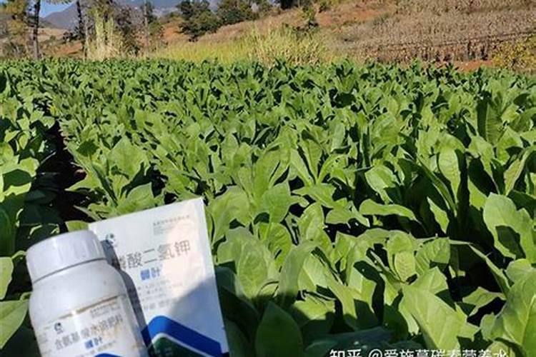 小苏打水可以浇花吗
