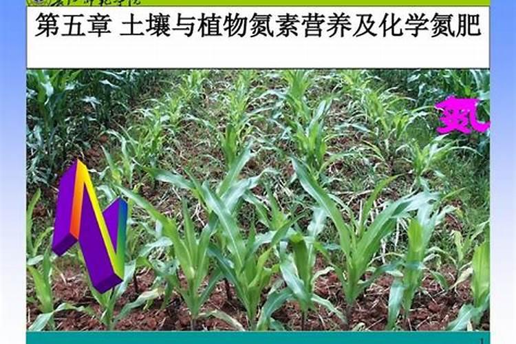 家里种韭菜如何施肥