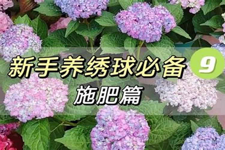 绣球花施什么肥最好