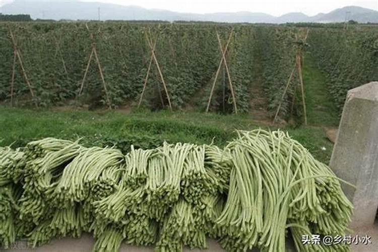 豆角追肥用什么肥料好