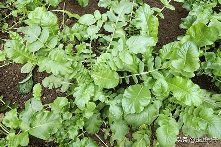 北方白萝卜种植时间和方法