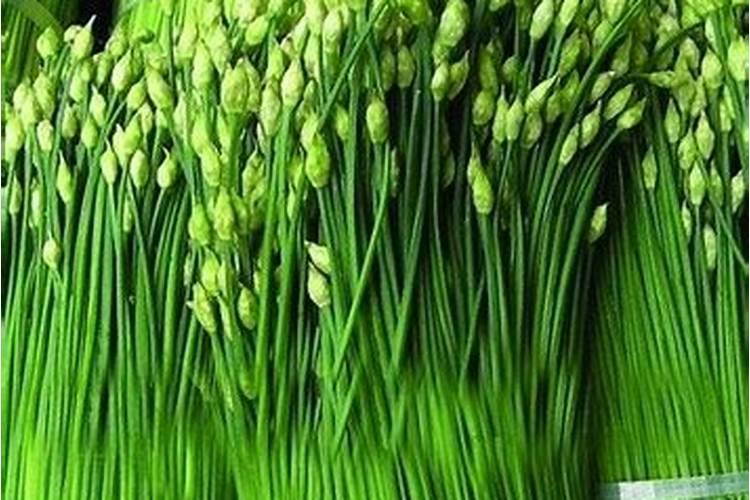 韭菜打什么药变绿,韭菜的保存方法