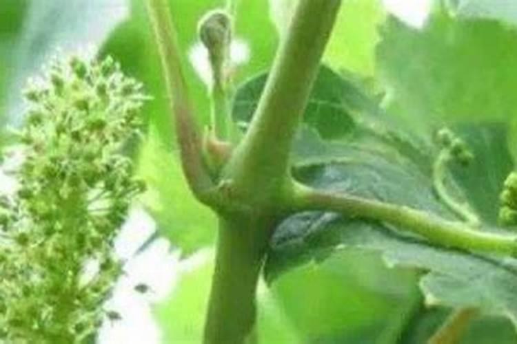 刚栽的葡萄苗能施肥吗