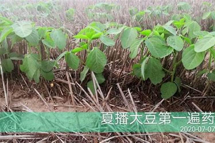 大豆需要上什么肥料