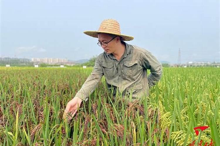 水稻打完除草隔多久追肥 可以立刻施肥吗