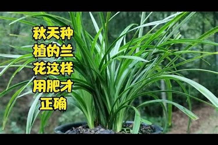 给花草施肥一般是什么季节