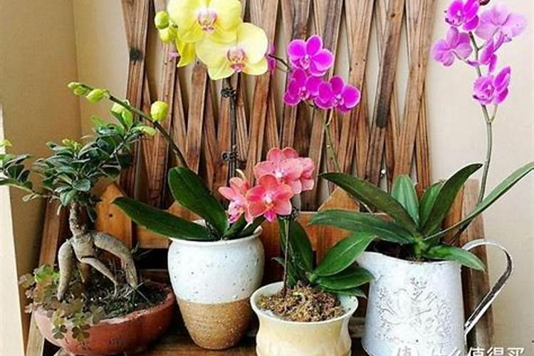 花草什么时候施肥最好