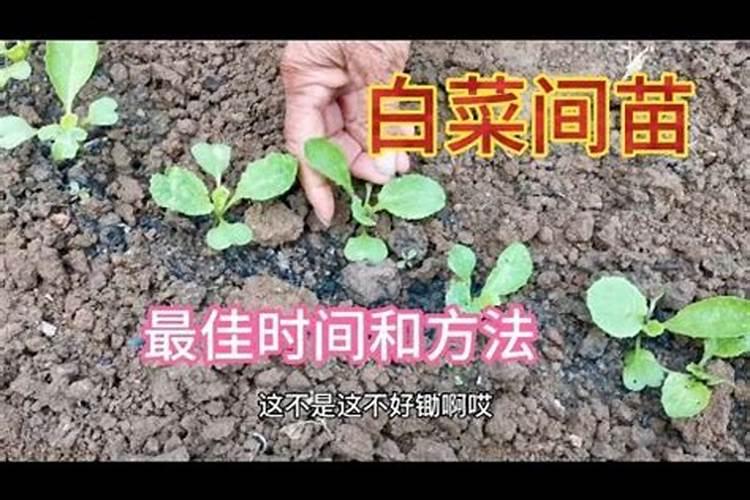 磷肥有哪些？磷肥作用是什么？