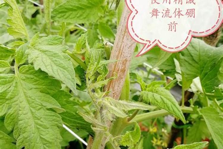 番茄缺硼叶片和果实会有哪些症状表现？