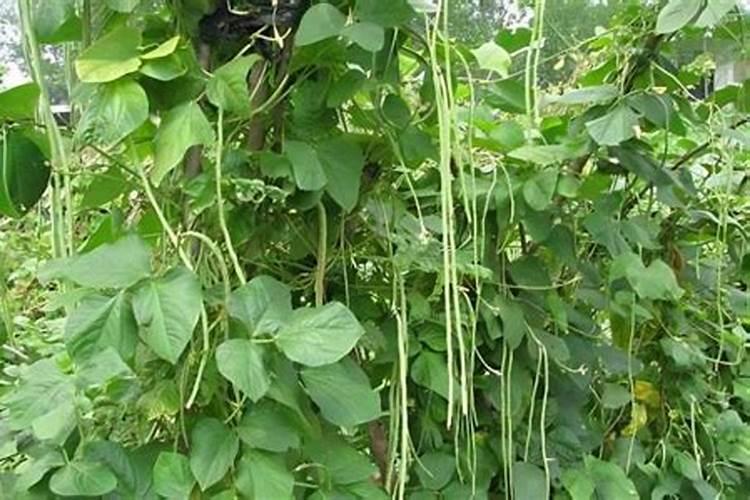 豆角开花期打什么叶面肥