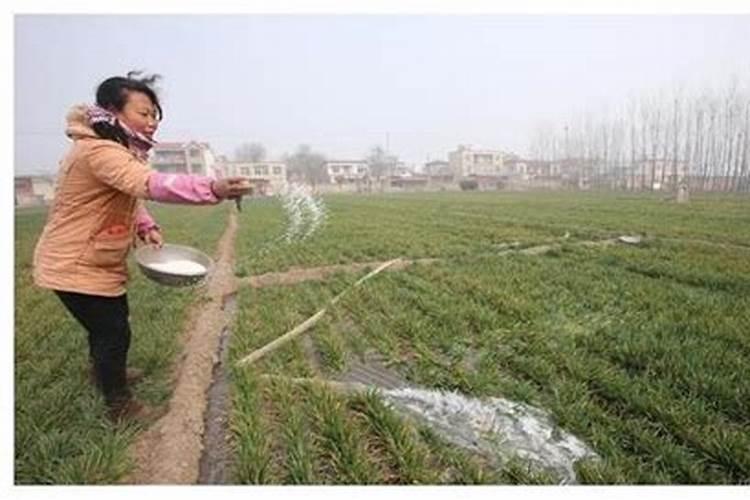 白茶施肥:安吉白茶茶园施什么肥好？