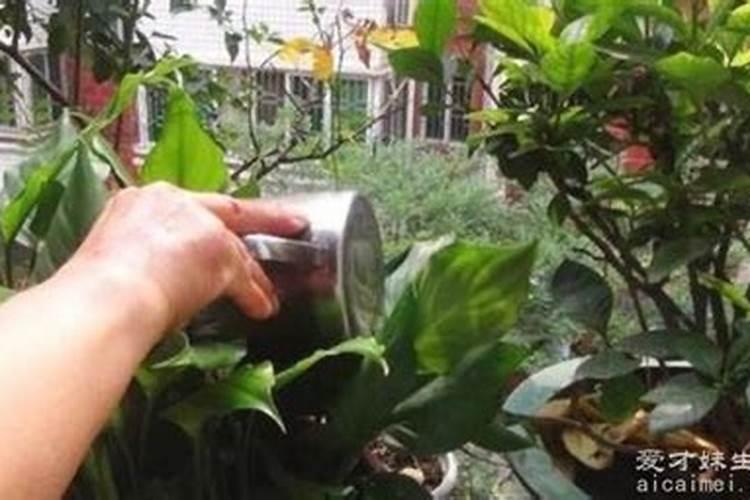 洗碗水用来浇花对吗？