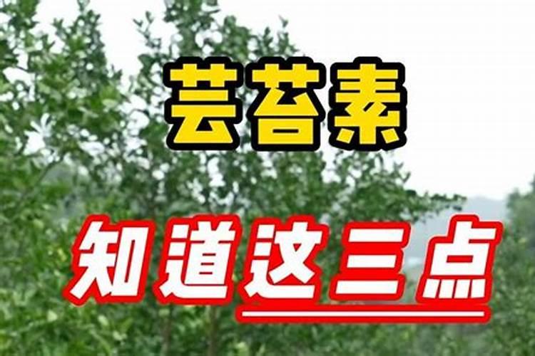小麦什么时候喷芸苔素 如何喷施效果好