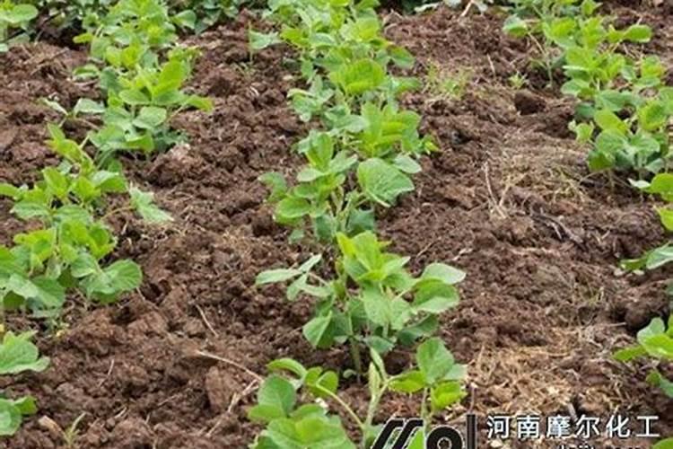 黄豆盛花期可不可以打叶面肥,大,黄豆开花期,能不能打叶面肥？