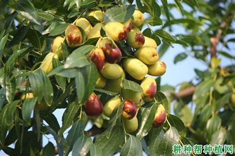 枣树施肥时间
