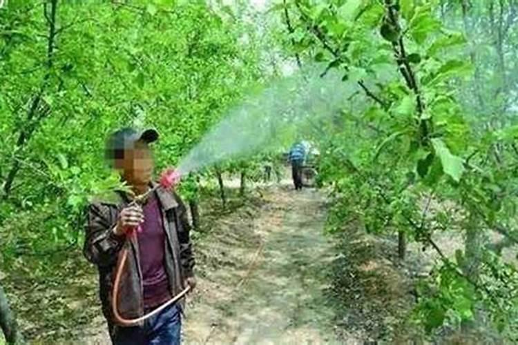 尿素做叶面肥,浓度多少合适？