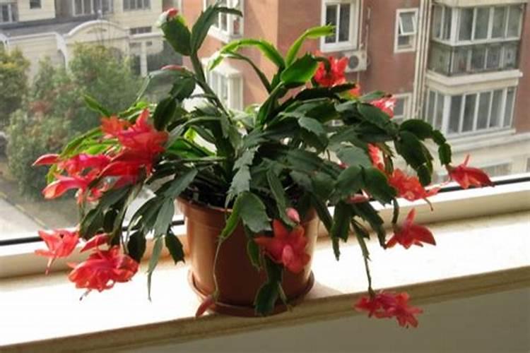 黄芪种植追肥有什么技巧？