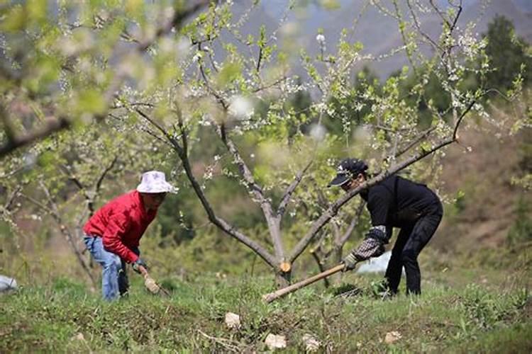 萝卜生长期叶子过多用去掉一些么