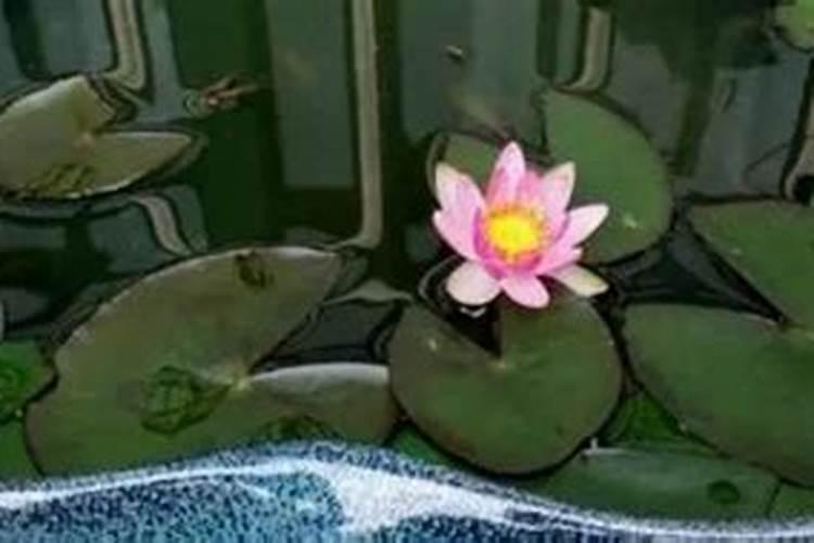 大花蕙兰第二年怎么复花