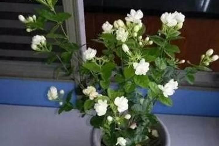 花多多10号肥料怎么用(养什么花用花多多10肥料好)