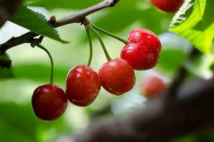 红酒浇花的正确方法 适合浇哪种花