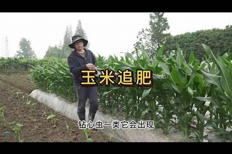 硼肥的用量、作用及使用方法