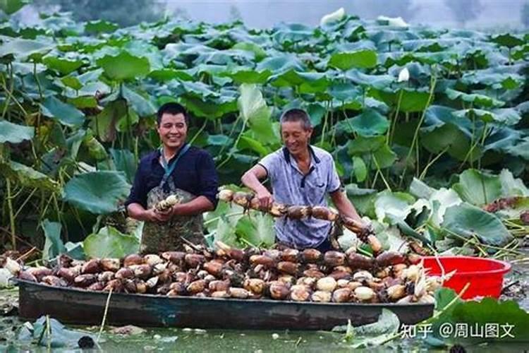 果苗施什么肥长得快