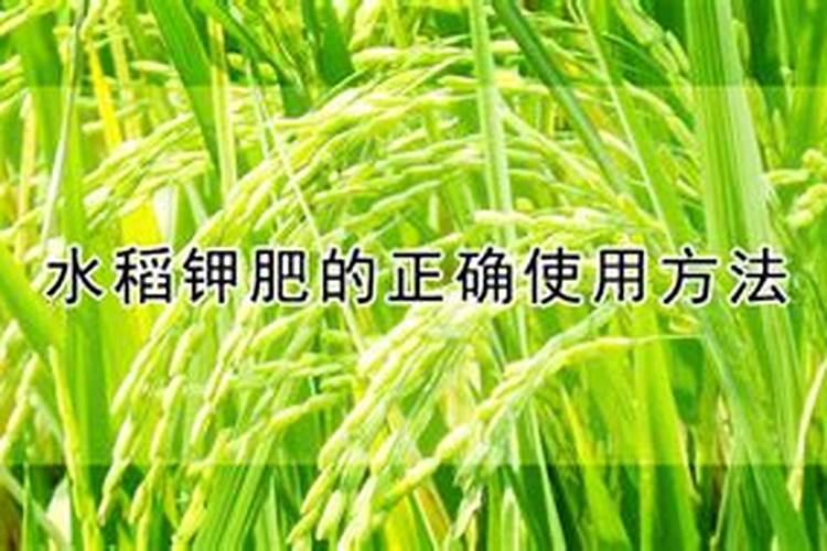 花肥口碑最好,大牌子的厂家那个最好,最好是进口的园艺水溶肥？