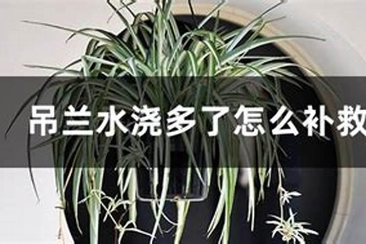 关于吊兰和施肥过多的问题…