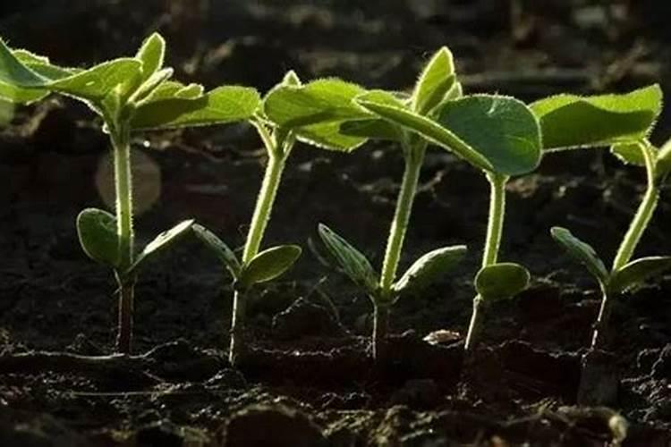 种植大豆,花生等豆科植物时,不需要是使用氮肥的原因是( )