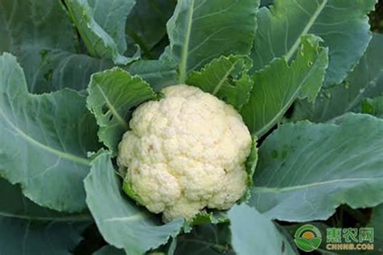 花菜该如何施肥才能高产？