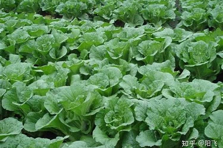 白菜喜欢什么样的肥料