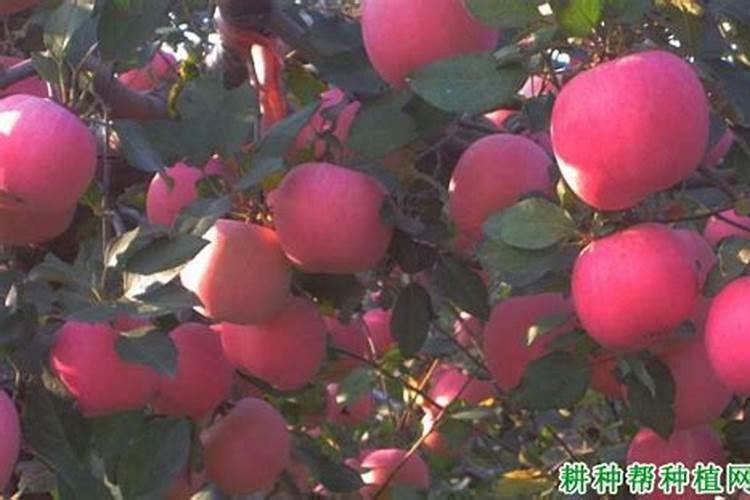 果树刚落花可以浇水吗？