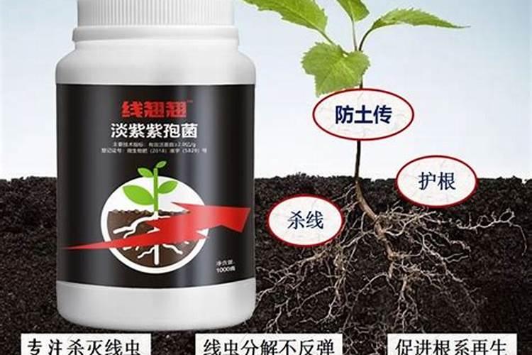 生物农药:增值20%的有机黄瓜怎么种？全程方法在这里