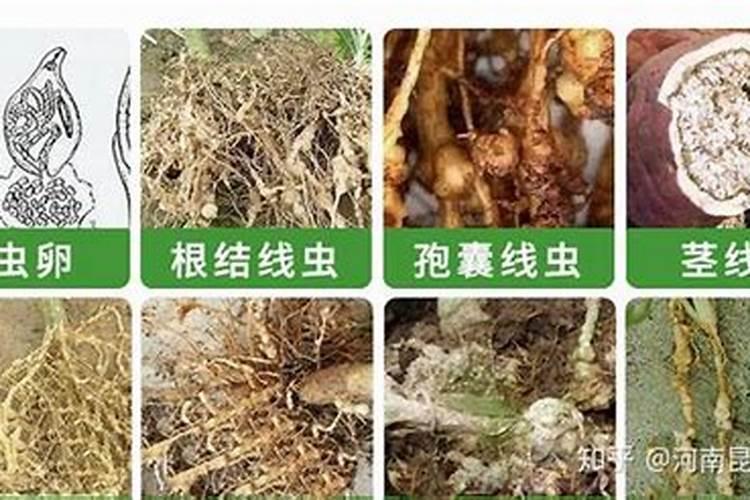 下久了雨,脐橙落叶怎么办？
