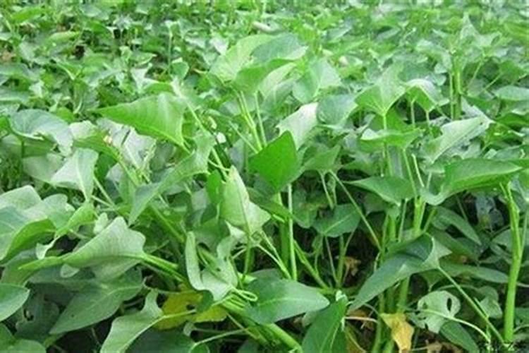 马铃薯种植该如何施肥？最好是施什么肥？