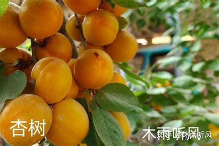 番茄膨果叶面肥效果最好的是哪种