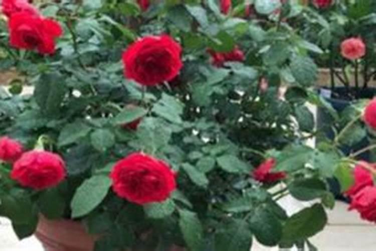 荔枝开花施什么肥