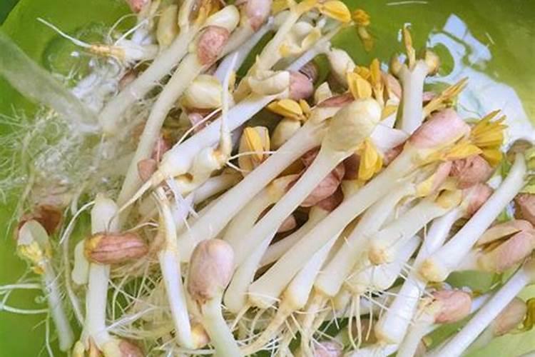 花生芽苗根部发黄,腐烂发臭的现象怎么办？