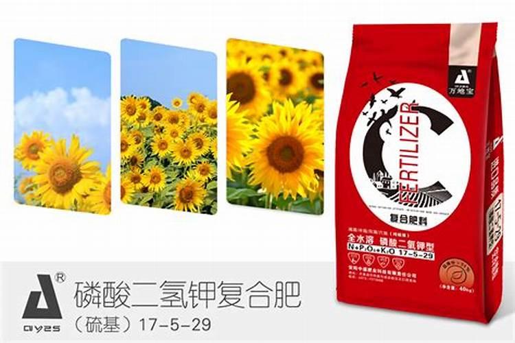 葵花开花了时能追肥吗