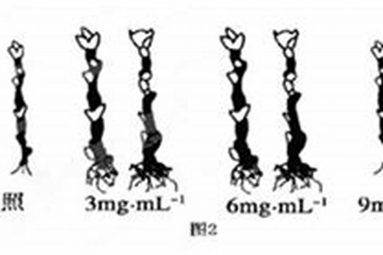 促生根的最佳肥料