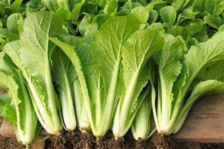 白菜出苗后怎样治虫子,白菜出苗后多久可以施肥