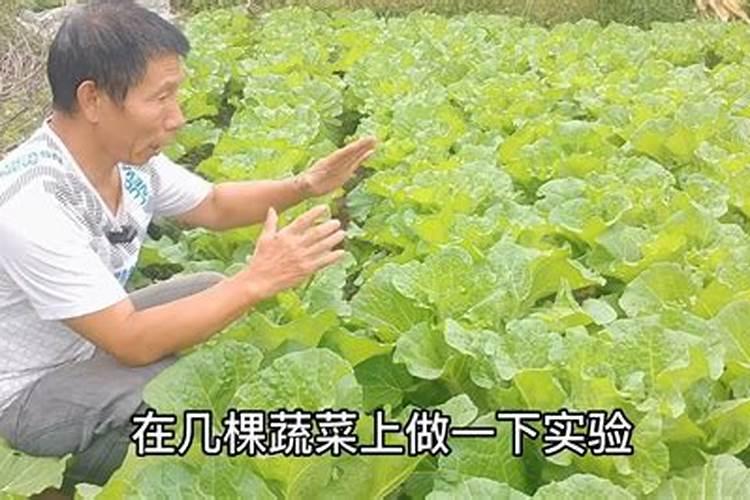 种植小白菜想要稳产增收,对水肥的使用都有哪些技巧？